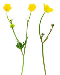Two branches of buttercups (Ranunculus) isolated on white. Small yellow flowers on long stems