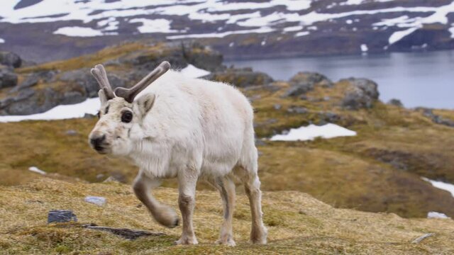 Adult male of Svalbard reindeer (Rangifer tarandus platyrhynchus) walking, Svalbard Islands Spitsbergen