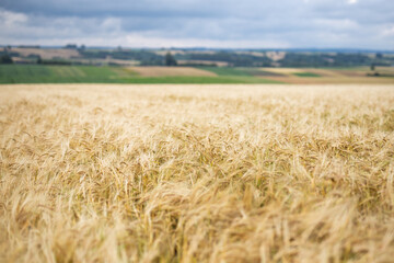 Fields of golden grains on the fields, almost ready for harvest