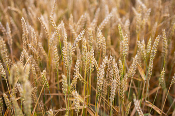 Fototapeta premium Golden grains on the fields, almost ready for harvest