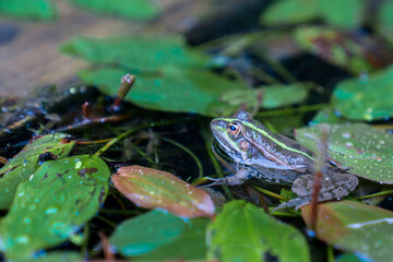 Frog sitting on a water lily leaf in the water displaying green body, head, legs, eye in its environment and habitat, looking to the left side.