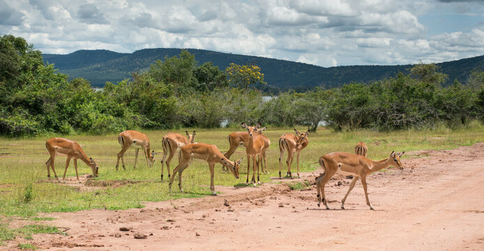 Oribi (small antelope) in the Akagera National Park, Rwanda, Africa