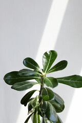 green leaves adenium on white background with sunlight. Creative nature background. minimalism concept selective focus copy space