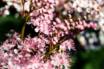 Teder Queen of the Prairie flowers also known as Filipendula pink blossoms blooming in summer.