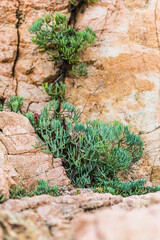 Green succulents grow on rocks and stones. Combination of light brown and green colors. Excellent background and texture of mountains and leaves.