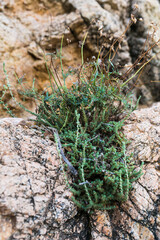 Green succulents grow on rocks and stones. Combination of light brown and green colors. Excellent background and texture of mountains and leaves.
