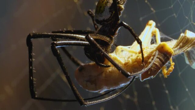 Silk spider sitting in his web and preparing a dead grasshopper