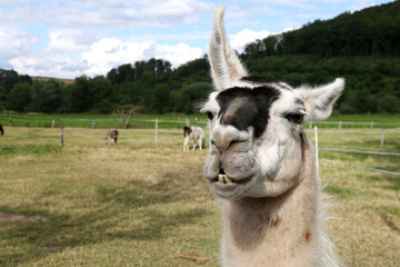 Ein entspanntes s&uuml;&szlig;es Lama kaut ruhig, schmatzt leicht und zeigt dabei seine Z&auml;hne, w&auml;hrend es gelassen in die Kamera blickt