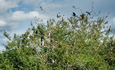 Birds on the Ihema Lake in the Akagera National Park, Rwanda, Africa