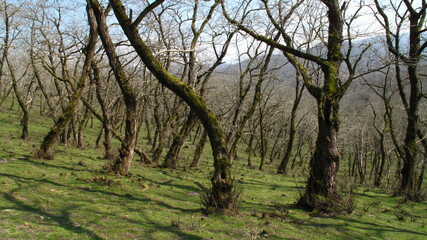 trees in the forest