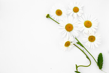 chamomile and stems with leaves on a white background. flat lay.