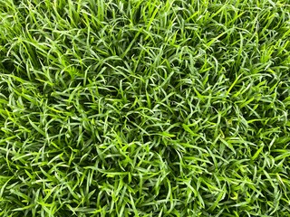 Background view natural green grass like lawn, football field, public garden