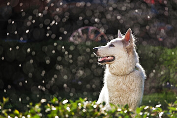 White shepherd on a green background with splashes