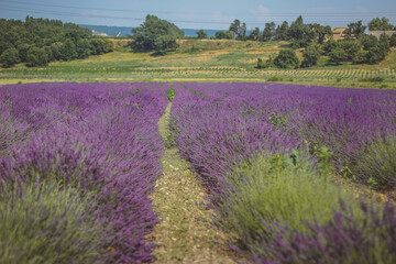 Obraz na płótnie Canvas lavender field provence france