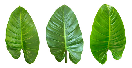 Ornamental leaf set Natural tropical plants, isolated on a white background clipping path