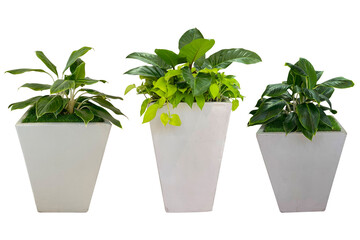 Three types of flower pot set Ornamental plants in potted plants with artificial grass Decor in a pot on a white background - cliping path