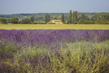 Obraz na płótnie Canvas lavender field provence france