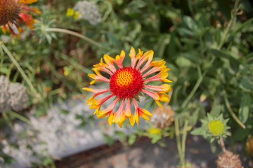 Gaillardia pulchella is a genus of annual and perennial plants of the Asteraceae family.
