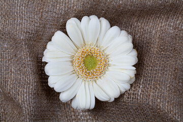 white flower gerbera on a brown mat background close-up.Creative spring concept . Minimal nature flat lay.