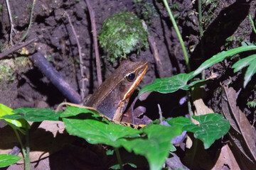 Costa Rica's frogs.
nocturnal habitat