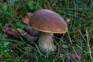 Penny bun hiding under grass