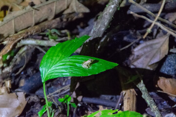 Costa Rica's frogs.
glass frog