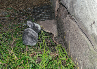 Cute and fluffy grey baby rabbit eating