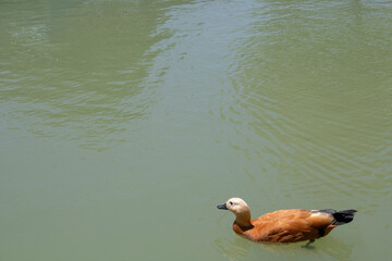 yellow duck floating on green lake