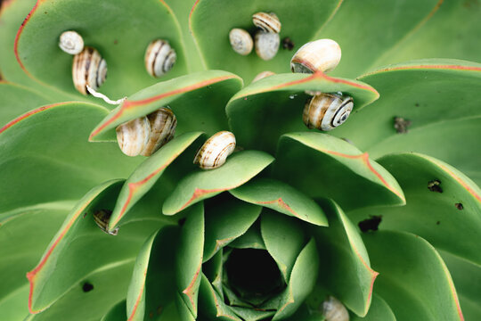 A close up photo of small snails on a green plant. 