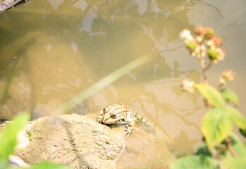 Frog in Nature