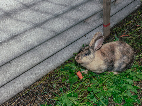 Cute and fluffy brown  rabbit momy eating