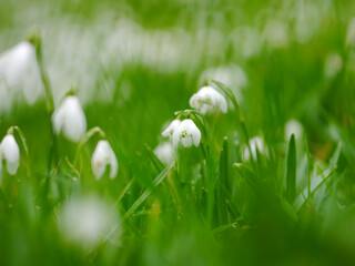 White flower surrounded by grass