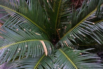 Fototapeta na wymiar Palm tree leaves. 