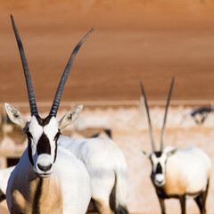 Large antelopes with spectacular horns, Gemsbok, Oryx gazella, in Oman desert.