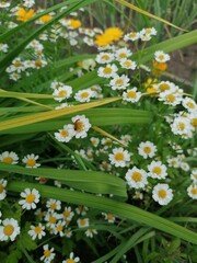daisies in the grass