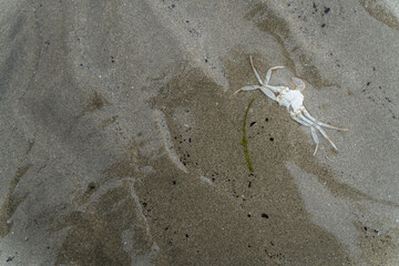 A crab skeleton on the beach 
