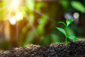 Agriculture and plant grow sequence with morning sunlight and bokeh green blur background. 