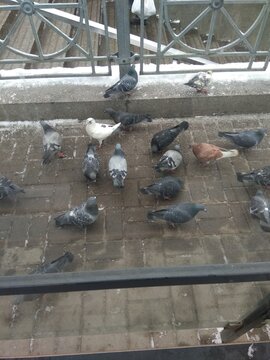 pigeons on the pier