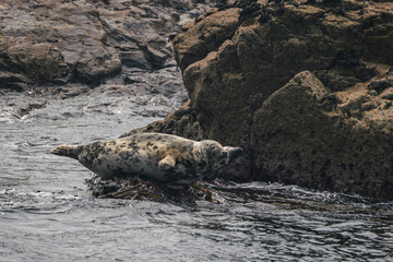 A seal stuck on the rocks