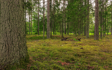Soft tree rain natural forest, moss covered ground