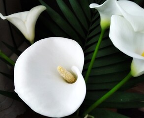 calla lilies.bouquet.postcard.beautiful flowers.white calla lilies.