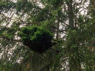 Naklejka premium Green bird nest form wood branch