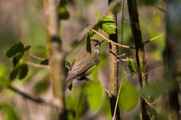 Ptak Pierwiosnek zwyczajny (Phylloscopus collybita) śpiewa na gałęzi w lesie, mały ptak, głośny śpiew, śpiew ptaków