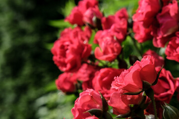 There are many small red rose buds, some of which have already opened, against the backdrop of a green garden.