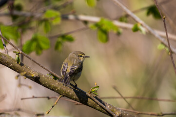 Ptak Pierwiosnek Phylloscopus collybita odpoczywa na gałęzi