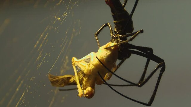Silk spider sitting in his web and preparing a dead grasshopper