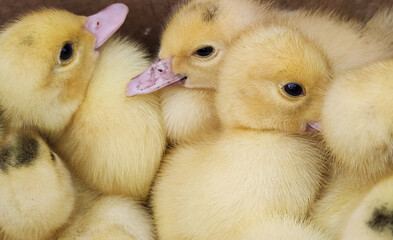 ducklings