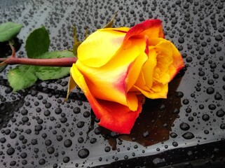rose on the car. beautiful flower. rose on black glass. postcard.