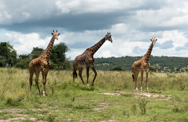 Naklejka na ściany i meble Giraffes in the Akagera National Park, Rwanda, Africa 