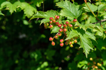 The reddening berries of the Viburnum vulgaris among the green leaves and a place for copyspace.